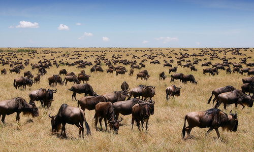 https://robevinsafaris.com/12-days-lake-nakuru-masai-mara-serengeti-ngorongoro-crater-tarangire-amboseli-kenya-tanzania-safari/