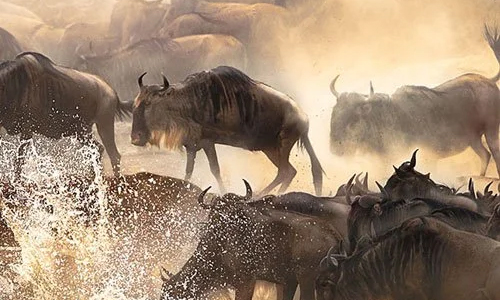 https://robevinsafaris.com/7-days-safari-masai-mara-lake-naivasha-lake-nakuru-amboseli/