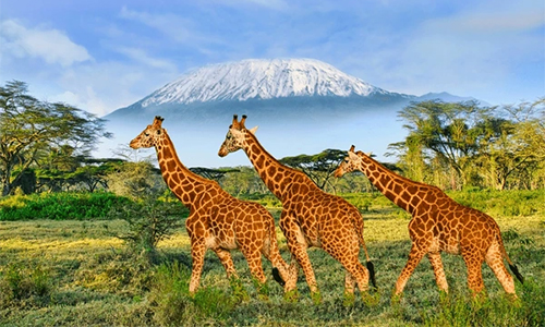 https://robevinsafaris.com/8-days-masai-mara-ngorongoro-crater-lake-manyara-kenya-tanzania-safari/