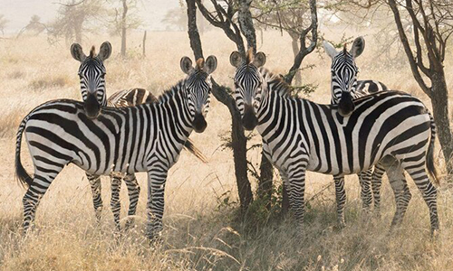 https://robevinsafaris.com/10-days-masai-mara-lake-nakuru-lake-manyara-ngorongoro-crater-serengeti-kenya-tanzania-safari/