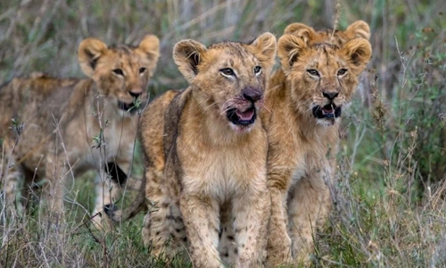 https://robevinsafaris.com/10-days-nairobi-sweetwaters-aberdares-lake-nakuru-masai-mara-amboseli-safari/