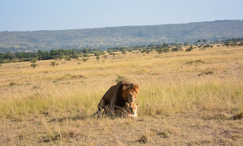 Kenya Safaris